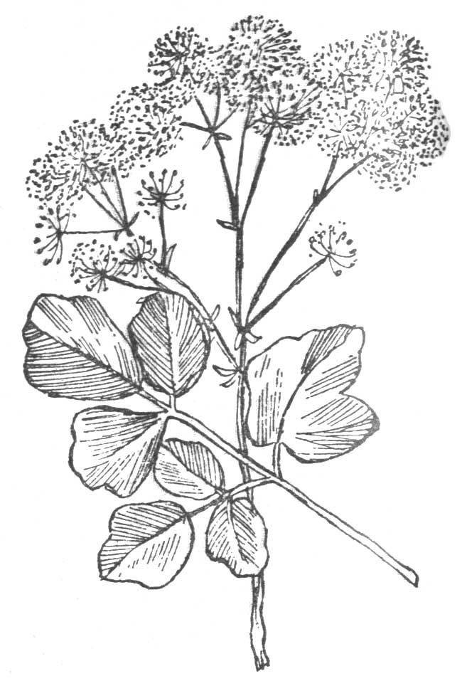 ����������� �����